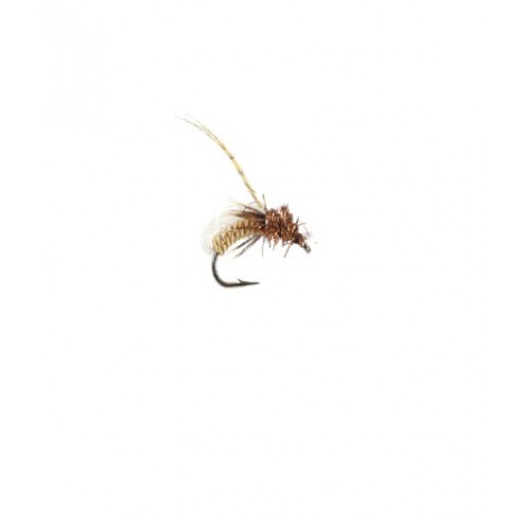 Gallatin Gold Pupa spotted sedge
