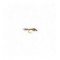 Gold Ribbed Hares Ear