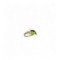 Green sedge Pupa