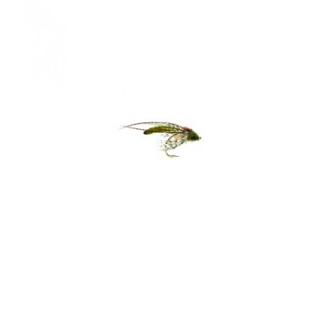 Hatching SP Olive