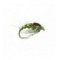 Holy Grail Olive