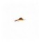 Kaufmans stonefly Brown