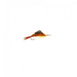 Kaufmans stonefly Brown