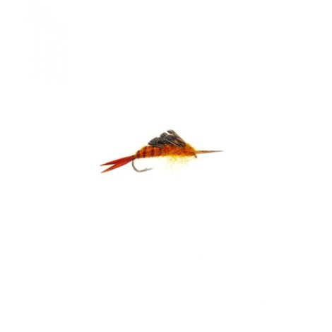 Kaufmans stonefly Brown