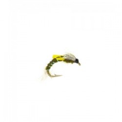 Midge pupae Olive