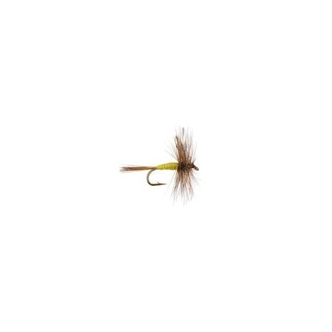 Adams Yellow