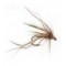 Daddy Long Legs