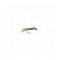 Pearl Thorax Pheasant Tail